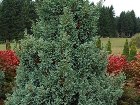 Chamaecyparis pisifera 'Boulevard'