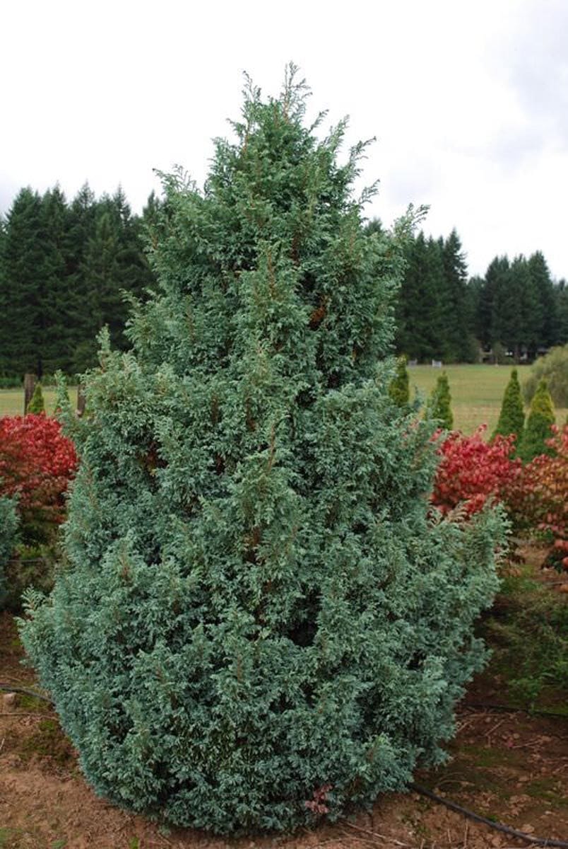 Chamaecyparis pisifera 'Boulevard' (Sawara Cypress), a dense conical conifer with blue-green foliage, growing in a nursery field beside red-leaved shrubs.