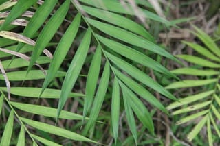 Chamaedorea costaricana (Costa Rican bamboo palm) pinnate frond with narrow, pointed green leaflets along a central stem, with other fronds and dry stalks behind.