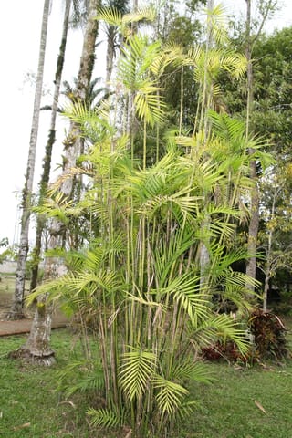 Chamaedorea costaricana (Costa Rican bamboo palm), a clustering palm with slender green ringed stems and yellow-green pinnate fronds, growing on a lawn beside tall trunks.