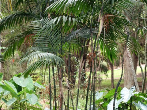 Chamaedorea costaricana