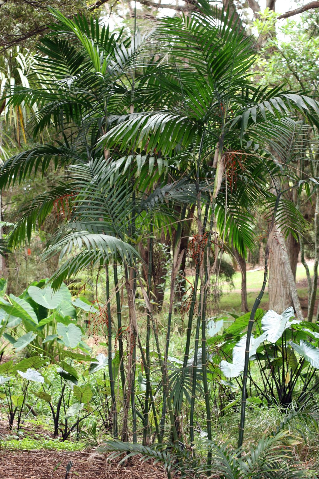Chamaedorea costaricana (Costa Rican Bamboo Palm), a clump of slender ringed green stems with arching pinnate fronds and red-orange fruit sprays, growing in a garden.