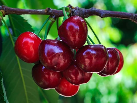 Cherry 'Summit'