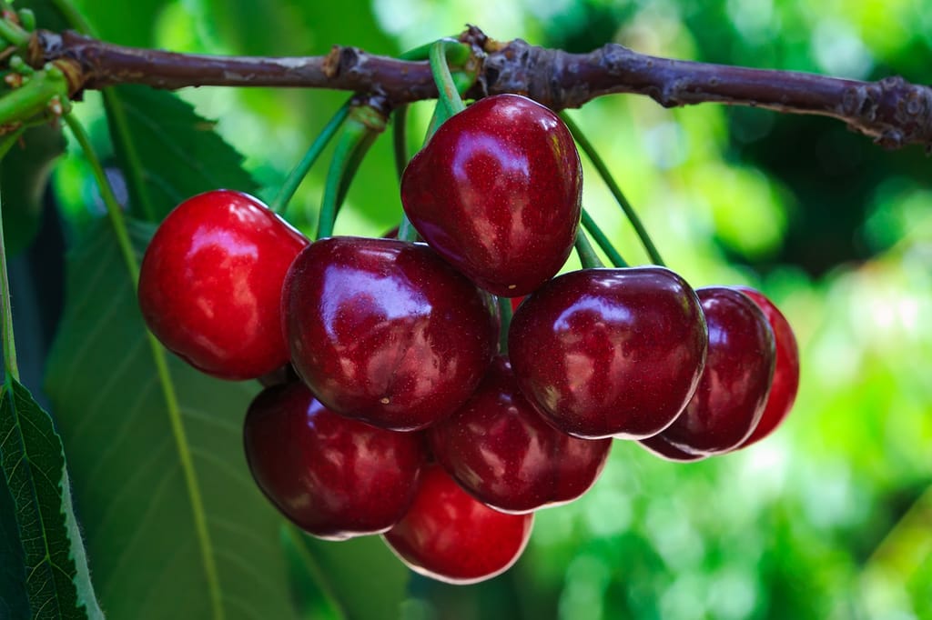 Cherry 'Summit' fruit: a cluster of glossy dark-red cherries hanging on slender green stalks from a brown branch, with green leaves behind.