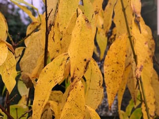 Chimonanthus praecox (Wintersweet) branches with elongated yellow autumn leaves, speckled with small brown spots, hanging from slender dark stems.