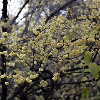 Chimonanthus praecox (Wintersweet) shrub covered in small pale yellow flowers along dark bare branches, with a few green leaves at lower right.