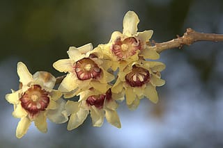 Chimonanthus praecox (Wintersweet) flowers on a bare branch, with pale yellow translucent petals and deep maroon centres against a soft blurred background.