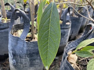 Close-up of a glossy green Chimonanthus praecox (Wintersweet) leaf with pale veins, in front of young plants growing in grey planter bags.