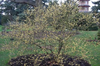 Chimonanthus praecox (Wintersweet), a leafless shrub covered in small pale yellow flowers, growing from a mulched bed on a lawn in a park.