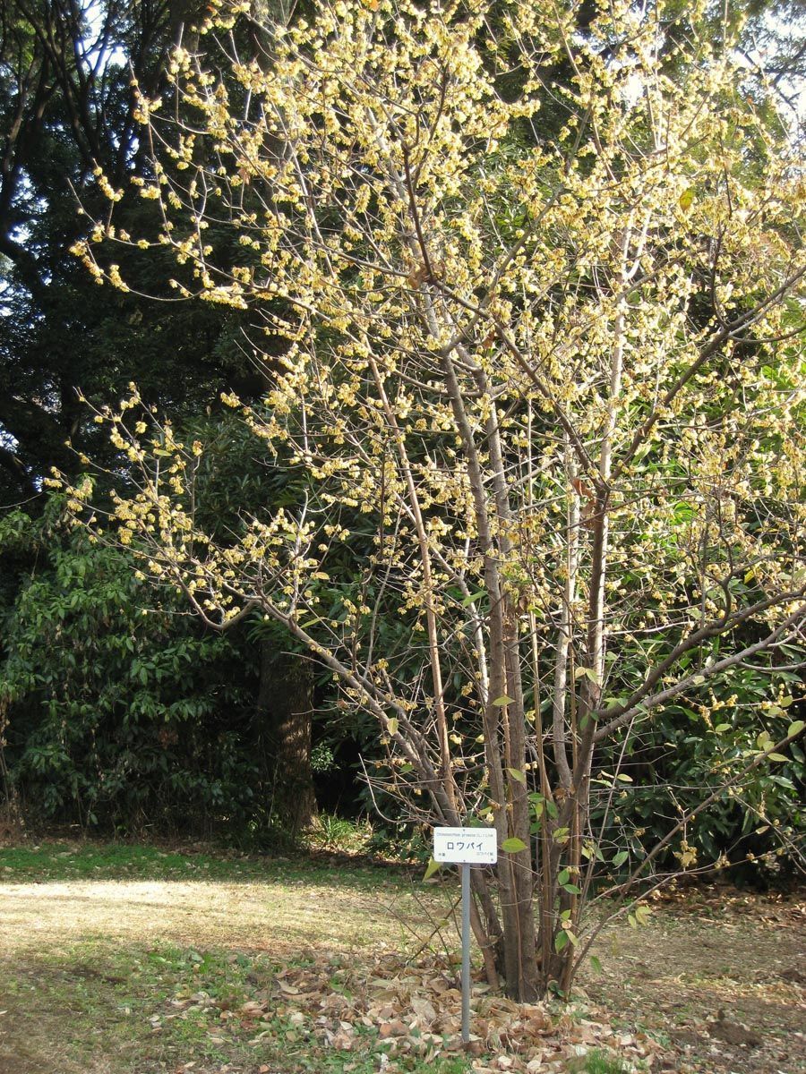 Chimonanthus praecox (Wintersweet), a multi-stemmed deciduous shrub with bare branches covered in small pale yellow flowers, growing on lawn beside a plant label.