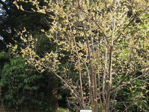 Chimonanthus praecox