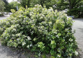 Choisya ternata (Mexican Orange Blossom), a large rounded shrub covered in clusters of white flowers and glossy green leaves beside a gravel car park.