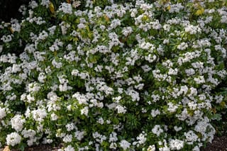 Choisya ternata (Mexican Orange Blossom) shrub covered in clusters of small white flowers against glossy green leaves, forming a dense rounded mass.