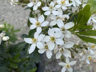 Choisya ternata (Mexican Orange Blossom) in flower, with clusters of white five-petalled blooms and yellow stamens among glossy dark green leaves.