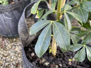 Choisya ternata (Mexican Orange Blossom) with glossy dark green leaflets in groups of three on a green stem, growing in a black planter bag.