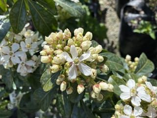 Choisya ternata (Mexican Orange Blossom) with a cluster of cream flower buds and one open white five-petalled flower among glossy dark green leaves.