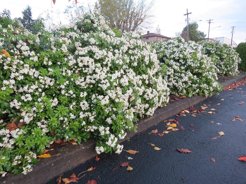 Choisya ternata (Mexican Orange Blossom) shrubs covered in white flower clusters, forming a rounded hedge beside a kerb with fallen autumn leaves.