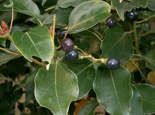 Cinnamomum camphora (Camphor Tree) branch with glossy green leaves and clusters of round, dark purple-black berries on slender yellow-green stalks.