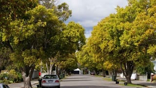 Cinnamomum camphora (Camphor Tree) lining a suburban street, with broad yellow-green canopies arching over the road and thick, branching trunks.