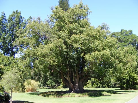 Cinnamomum camphora