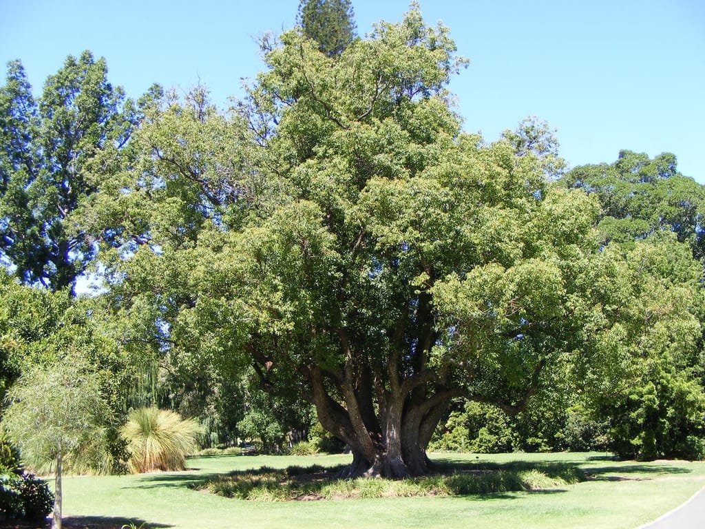 Mature Cinnamomum camphora (camphor tree) with a broad, dense green canopy and thick multi-stemmed trunk, standing on a lawn under blue sky.