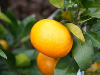 Citrus grapefruit 'Cutler's Red' (grapefruit), with a ripe orange fruit with dimpled, dewy skin hanging among glossy green leaves.