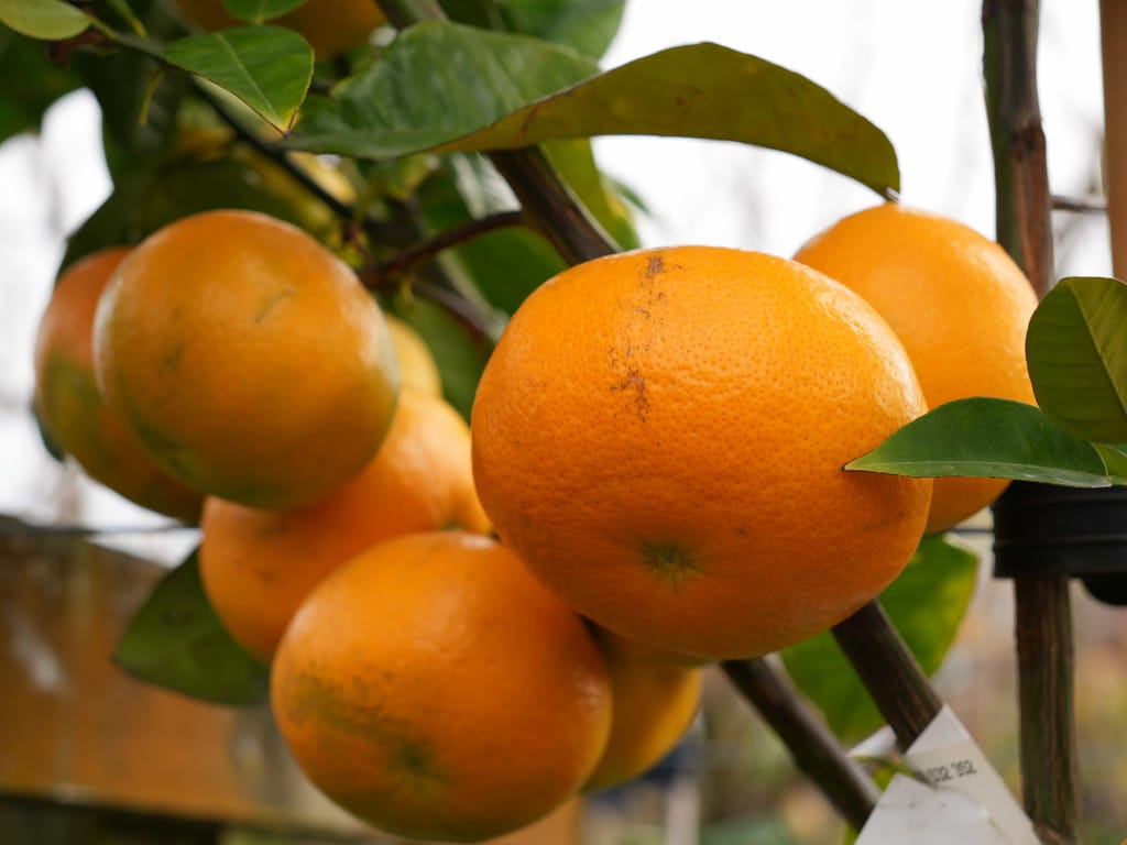 Citrus grapefruit 'Cutler's Red' (grapefruit) with a cluster of ripe orange fruit hanging among glossy green leaves on a staked nursery tree.
