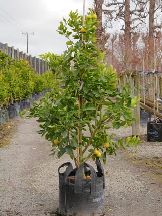 Citrus lime 'Bearss' (Persian Lime) tree in a black planter bag, staked upright with glossy green leaves and a few yellow fruit, on a gravel nursery path.