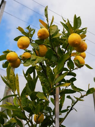 Citrus lime 'Bearss' (Persian Lime) tree staked upright, with clusters of ripe yellow fruit among glossy green leaves against a cloudy blue sky.