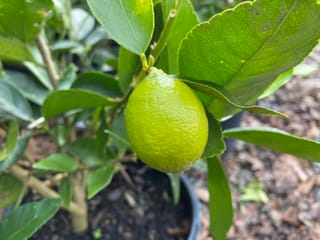 Citrus lime 'Sublime' (Key Lime) with a single oval, bright green fruit hanging among glossy green leaves on a potted plant.
