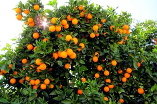 Citrus orange 'Carter's Navel' (orange) tree heavily laden with ripe orange fruit among glossy green leaves, with sunlight breaking through the canopy.