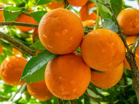Citrus orange 'Powell Navel'