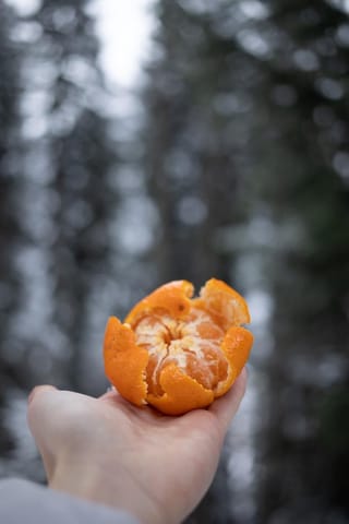 Citrus mandarin 'Okitsu' (Mandarin) fruit, partly peeled with orange skin folded back from the segments, held in an open hand against a blurred forest.
