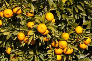 Citrus mandarin 'Okitsu' (Mandarin) laden with ripe orange fruit among glossy green leaves, in bright sunlight.