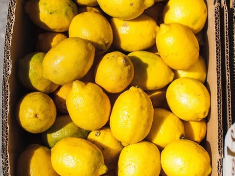 Citrus lemon 'Villa Franca'
