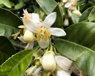 Citrus grapefruit 'Golden Special' (grapefruit) in flower, with open white blossoms, yellow stamens and plump cream buds among glossy green leaves.