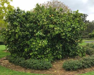 Citrus grapefruit 'Golden Special' (grapefruit), a dense, rounded evergreen tree with a few yellow fruit among dark green foliage, growing in a mulched garden bed.
