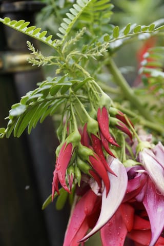 Clianthus maximus (Kākā Beak) with pendant clusters of glossy red, beak-shaped flowers and green calyxes, beside fern-like pinnate leaves and larger pink-red blooms.