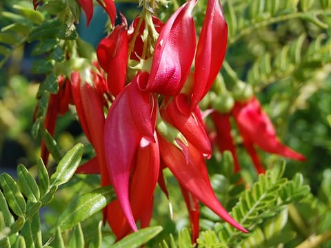 Clianthus maximus 'Kaka King'
