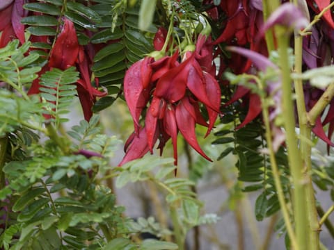 Clianthus maximus