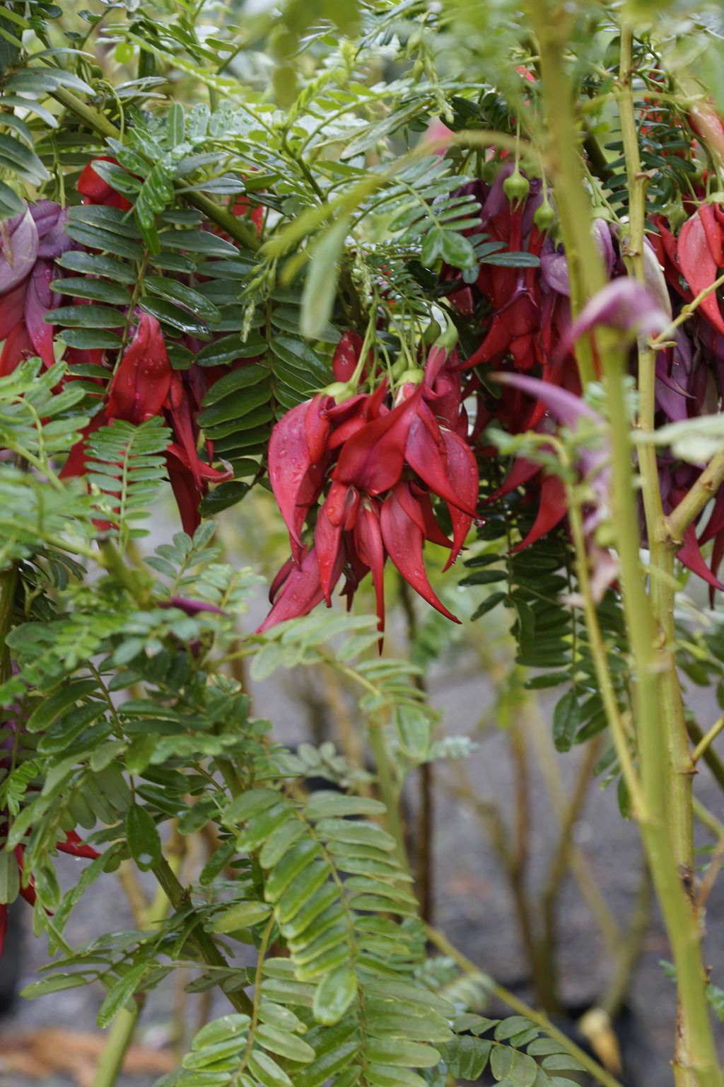 Clianthus maximus (Kākā Beak) with pendant clusters of vivid red, beak-shaped flowers hanging among glossy green pinnate leaves on upright green stems.