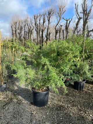 Clianthus puniceus 'Alba' (Kākā Beak), a bushy shrub with fine green pinnate foliage in a black planter bag on nursery gravel, bare trees behind.