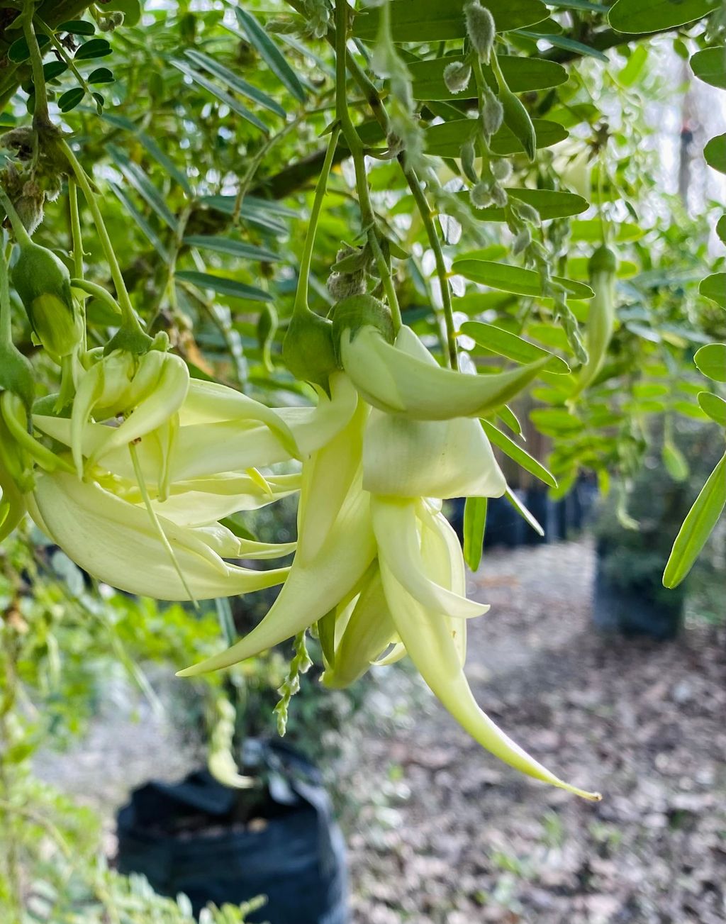 Clianthus puniceus 'Alba' (Kākā Beak) with pale cream-white, beak-shaped flowers hanging in clusters among green pinnate leaves, with nursery bags behind.