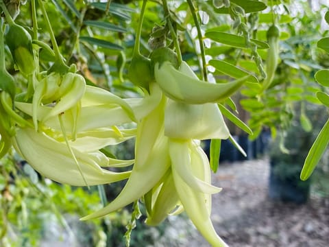 Clianthus puniceus ‘Alba’