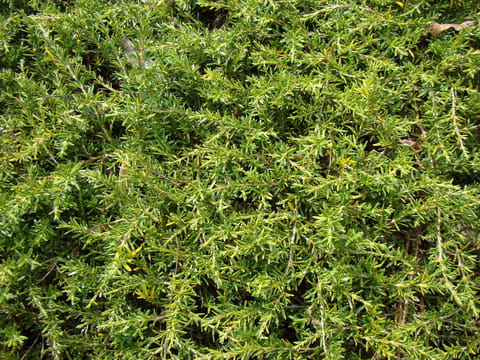 Coprosma acerosa 'Hāwera'