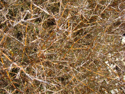 Coprosma acerosa ‘Red Rocks’