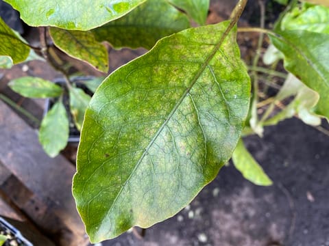 Coprosma autumnalis