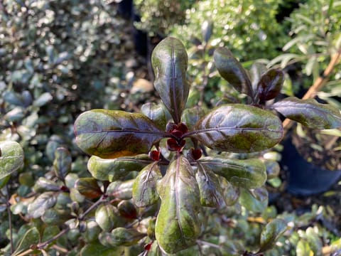 Coprosma brockii