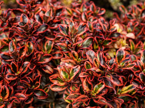 Coprosma repens 'Inferno'