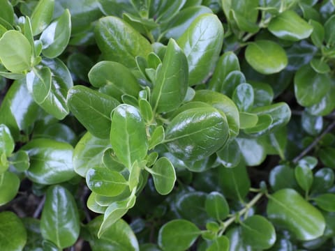 Coprosma repens 'Poor Knights'